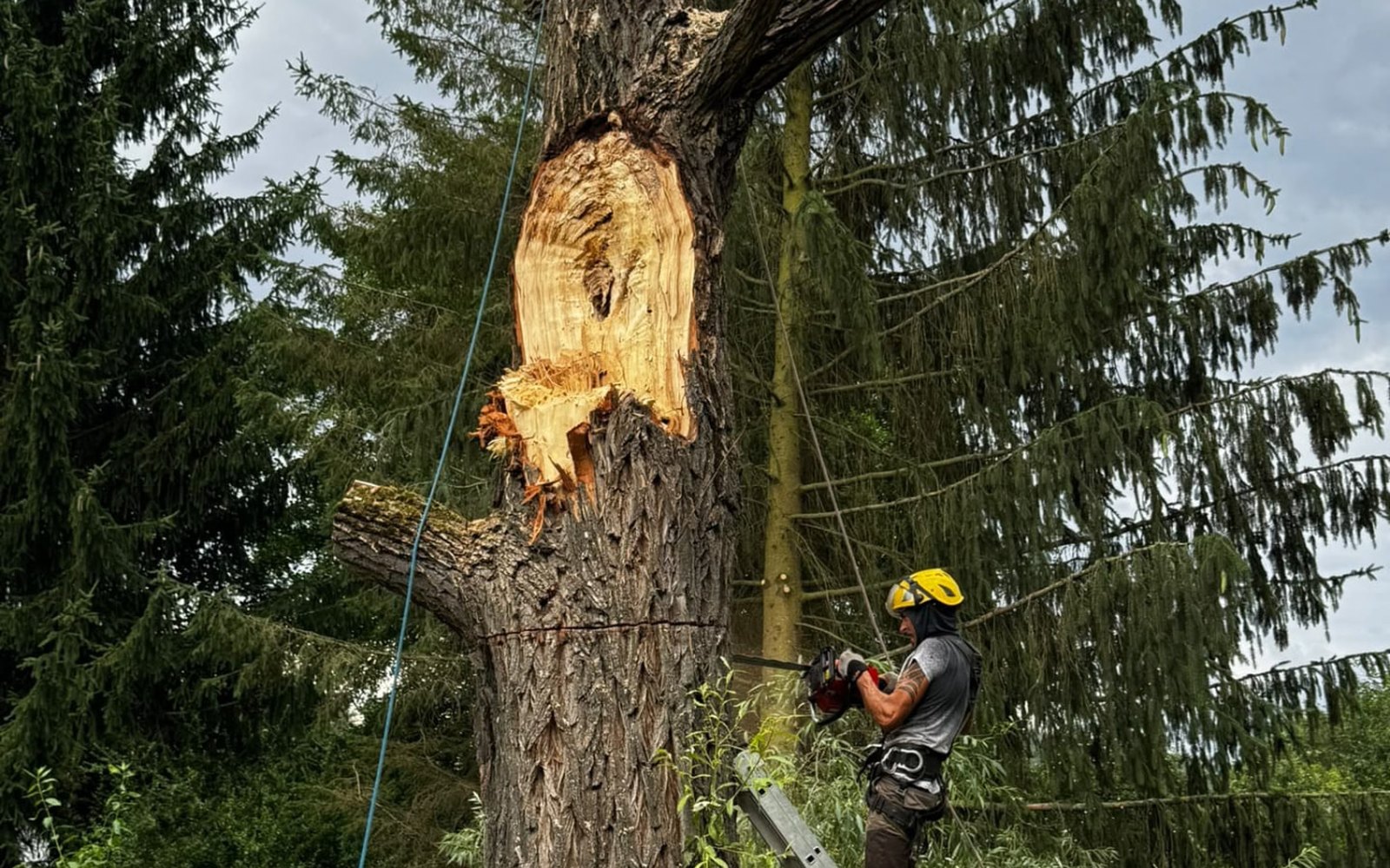 Stromolezec při rizikovém kácení stromu nad rodinnými domy v Praze-Čakovicích