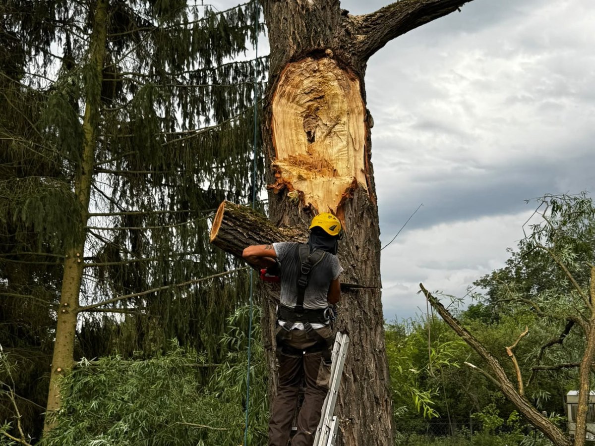 Stromolezec spouští na laně část kmene u rodinného domu v Praze